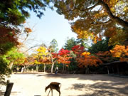 安芸の宮島・萩・津和野20の旅情と高級グルメとらふぐ・しまね和牛ごちそう三昧4日間のツアー詳細へ